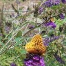 Dorothy Pecaut Nature Center - Nature Centers