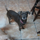 Beacon Ridge Pet Resort LLC - Kennels