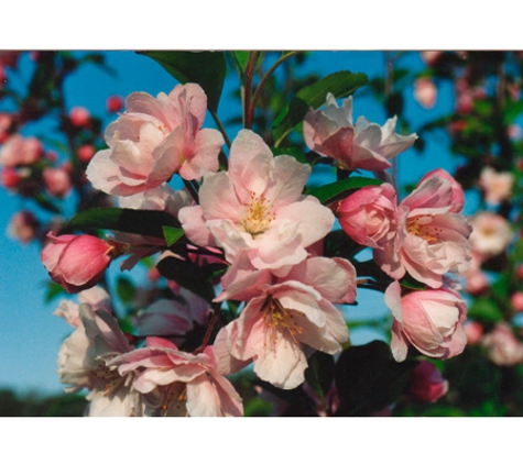 JFT Nurseries Pty Ltd - Silvan, VIC
