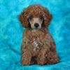 Falgout's Furry Friends - Poodles gallery