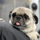 Fluffy Pet Wash Mobile Dog Grooming - Pet Grooming