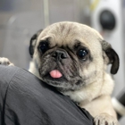 Fluffy Pet Wash Mobile Dog Grooming