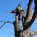 Renaissance Tree Care - Arborists
