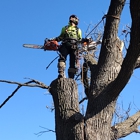 Renaissance Tree Care