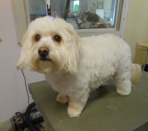 Critter Creations - Muncy, PA. Bichon after