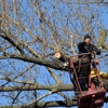 Amoroso Tree Service Inc gallery