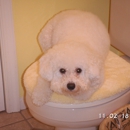 Happy Dog Grooming Salon, Inc - Pet Grooming