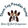 Thom Toy Poodles Home gallery