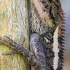 Placer Snake Removal gallery