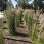 Tower Perennial Gardens