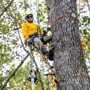 Yellow Ribbon Tree Experts