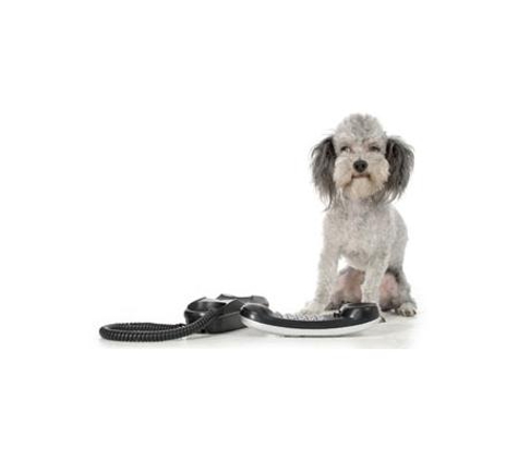 Wilberforce Veterinary Hospital - Wilberforce, NSW