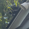 Emerald Wildlife Control gallery