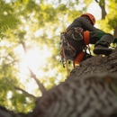 Nolan Tree - Tree Service