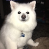 Michele's Paw Spa gallery