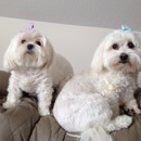 Paw Salon - Pet Grooming