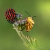 Bug Stop Exterminators gallery