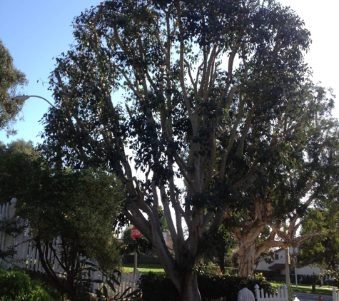 Cesareo Tree Service - Oceanside, CA