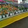 Cornelius Nurseries Inc