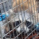 ARC Wildlife Removal - Pest Control Services