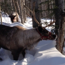 Running Reindeer Ranch - Ranches