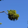 Luna's Tree Service gallery