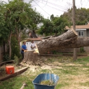 CHICO TREE SERVICE - Plants