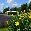 Purple Rain Lavender Farm - Tourist Information & Attractions