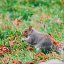 Andy the Wildlife Trapper - Pest Control Services