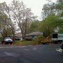 RG Tree Service - Arborists