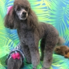 Pawfect Dog Grooming & Boarding gallery