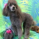 Pawfect Dog Grooming & Boarding - Pet Services