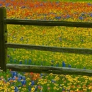Brenham Wildflowers