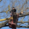 Silas tree service gallery