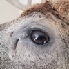 After the Hunt Taxidermy gallery