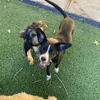 Familypetretreat gallery