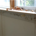 SC Mold Removal
