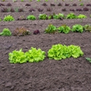 Keil Louis Jr & Sons - Greenhouse Builders & Equipment