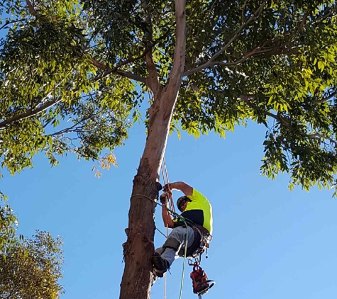 Hunter River Trees Pty Ltd - Lochinvar, NSW