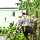 Clearview Tree Service - Tree Service