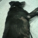 New Hope Veterinary Hospital - Veterinary Clinics & Hospitals
