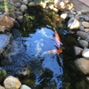 Sacramento Koi gallery