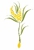 Camden Homeopathic Clinic - Homoeopaths
