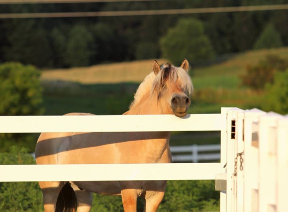 Painted Pony Equine Service - Menomonie, WI