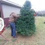 Sell Christmas Tree & Reindeer