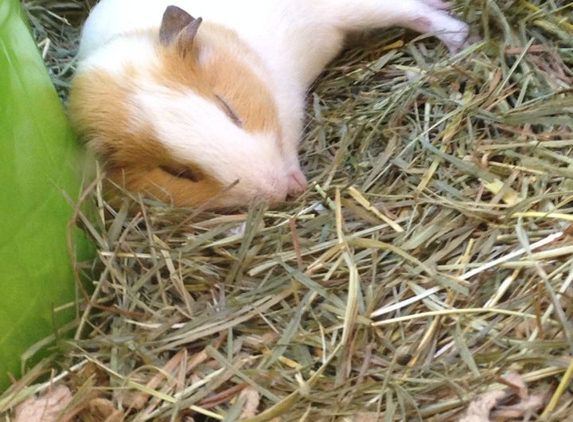 PetSmart - Augusta, GA