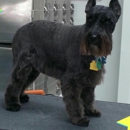 Designer Dog Pet Salon - Pet Services