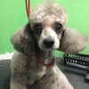 Dogma Grooming & Pet Gifts gallery