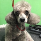 Dogma Grooming & Pet Gifts