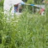 Brochu Pest Solutions gallery